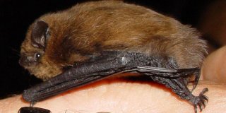 Meet the bats at Hethel Church