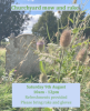 Churchyard Mow & Rake thumbnail