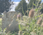 Churchyard Mow & Rake thumbnail