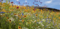 Wild About Hethel thumbnail