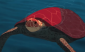 The Red Turtle thumbnail